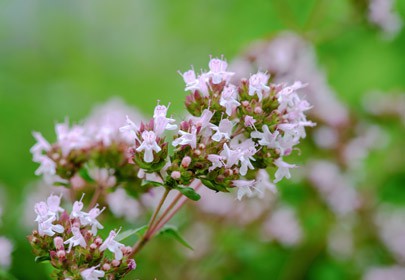 Antibacterial and antioxidant activities of Origanum compactum essential oil