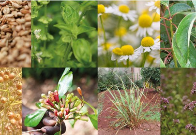 Antibacterial and Cytotoxic Activities of Ten Commercially Available Essential Oils